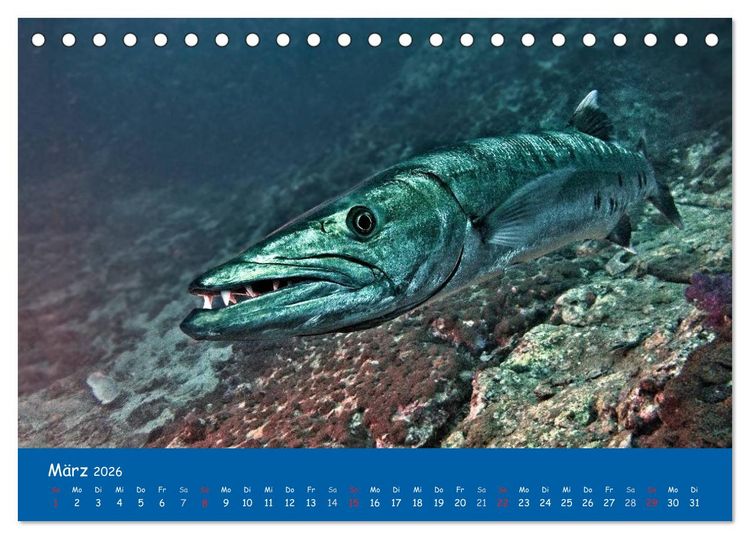 Produktbild: Unterwasserwelten (Tischkalender 2026 DIN A5 quer), CALVENDO Monatskalender