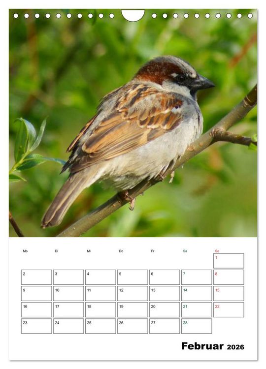 Produktbild: Heimische Singv&ouml;gel (Wandkalender 2026 DIN A4 hoch), CALVENDO Monatskalender