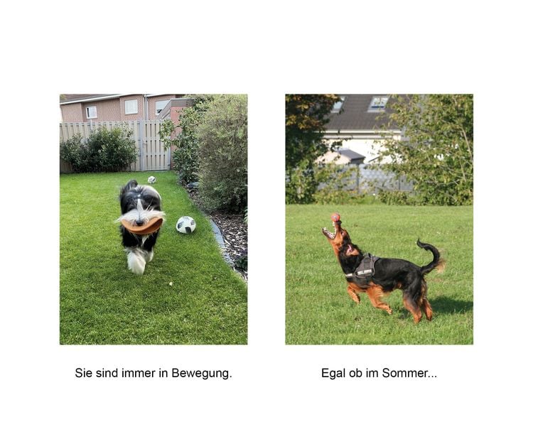 Produktbild: Der herabschauende Hund