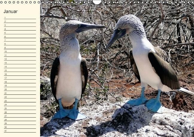 Produktbild: Gal&aacute;pagos Geburtstagskalender (Wandkalender immerw&auml;hrend DIN A3 quer)
