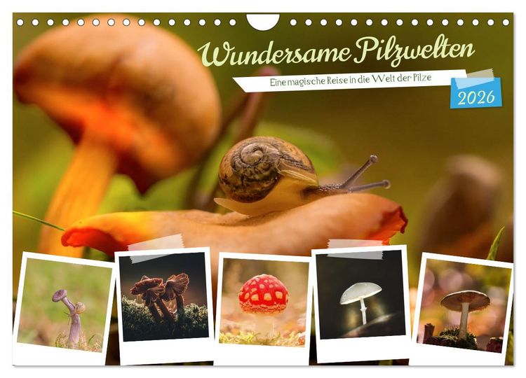 Produktbild: Wundersame Pilzwelten (Wandkalender 2026 DIN A4 quer), CALVENDO Monatskalender