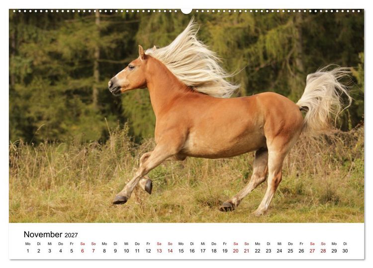 Produktbild: PFERDE - Zwischen Himmel, Erde und Hufschlag (Wandkalender 2027 DIN A2 quer), CALVENDO Monatskalender