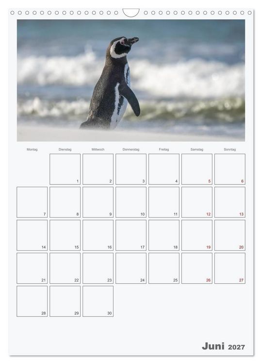 Produktbild: Alltag bei den Pinguinen auf Falkland (Wandkalender 2027 DIN A3 hoch), CALVENDO Monatskalender