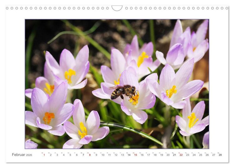 Produktbild: Sanfte Natur (Wandkalender 2026 DIN A3 quer), CALVENDO Monatskalender
