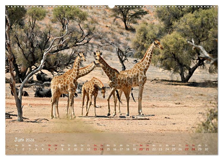 Produktbild: Kgalagadi - Fauna und Wildtiere in der Kalahari (hochwertiger Premium Wandkalender 2026 DIN A2 quer), Kunstdruck in Hochglanz