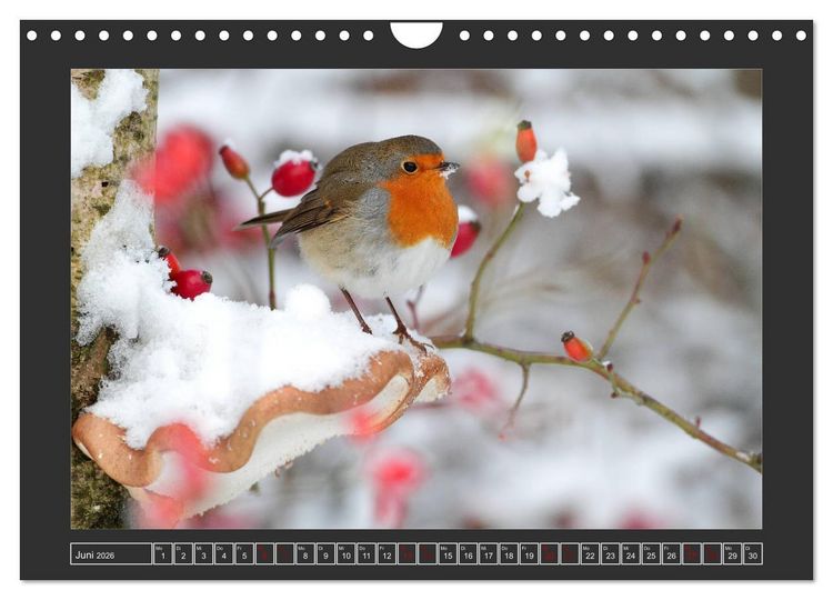 Produktbild: Winterzauber - Tiere in Eis und Schnee (Wandkalender 2026 DIN A4 quer), CALVENDO Monatskalender