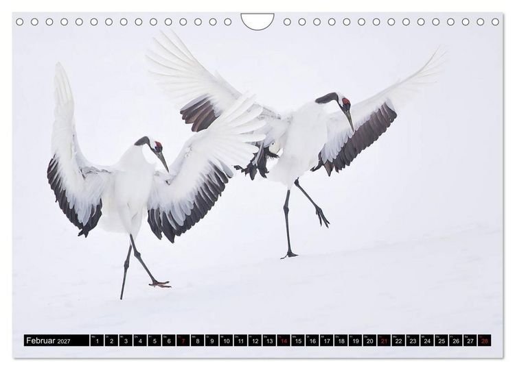 Produktbild: Japanische Vogelwelt im Winter (Wandkalender 2027 DIN A4 quer), CALVENDO Monatskalender