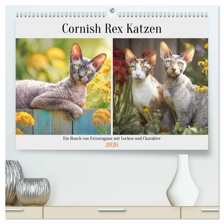 Produktbild: Cornish Rex Katzen. Ein Hauch von Extravaganz mit Locken und Charakter (hochwertiger Premium Wandkalender 2026 DIN A2 quer), Kunstdruck in Hochglanz