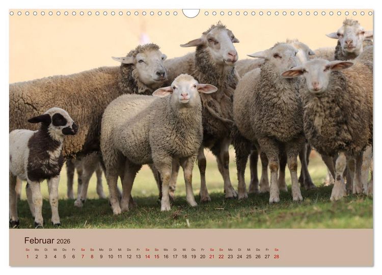 Produktbild: Bauernhoftiere - Von Klein bis Gro&szlig;, mit Fell und mit Federn. (Wandkalender 2026 DIN A3 quer), CALVENDO Monatskalender