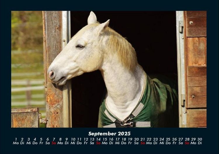 Produktbild: Die Welt der Pferde 2025 Fotokalender DIN A4