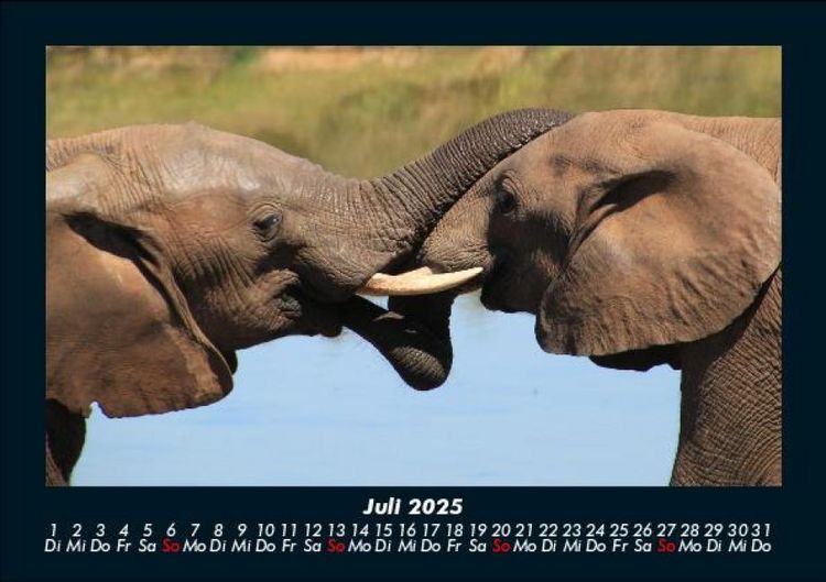 Produktbild: Der Elefantenkalender 2025 Fotokalender DIN A5
