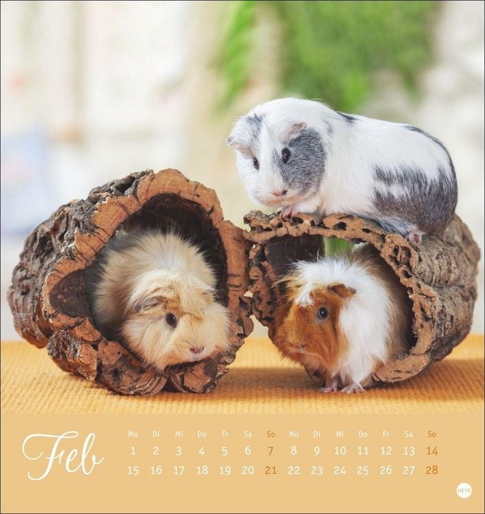 Produktbild: Kuschelige Meerschweinchen Postkartenkalender 2027
