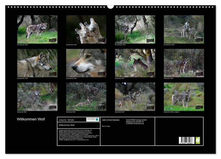 Produktbild: Willkommen Wolf (Wandkalender 2026 DIN A2 quer), CALVENDO Monatskalender