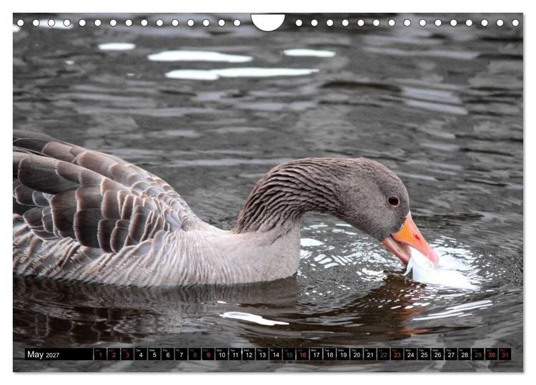 Produktbild: Lovely Water Birds (Wall Calendar 2027 DIN A4 landscape), CALVENDO 12 Month Wall Calendar