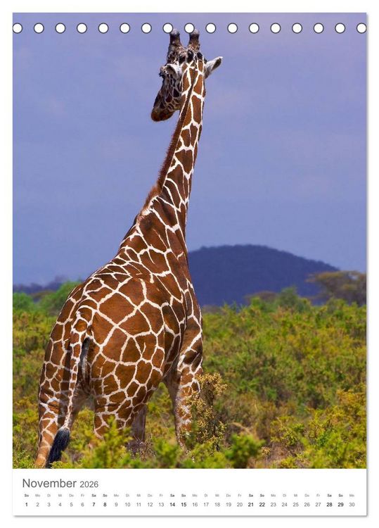 Produktbild: Giraffen - Die Grazien in Afrikas Savannen (Tischkalender 2026 DIN A5 hoch), CALVENDO Monatskalender