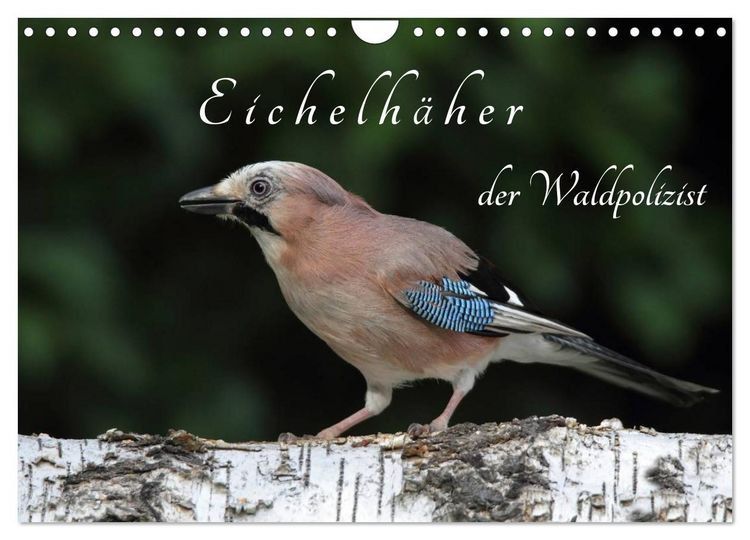 Produktbild: Eichelh&auml;her der Waldpolizist (Wandkalender 2026 DIN A4 quer), CALVENDO Monatskalender