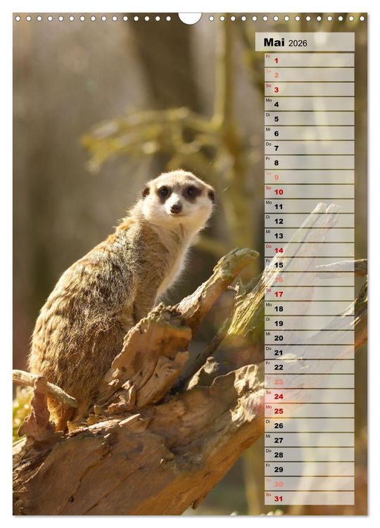 Produktbild: Erdm&auml;nnchen, putzige Kerlchen mit gro&szlig;en Knopfaugen (Wandkalender 2026 DIN A3 hoch), CALVENDO Monatskalender