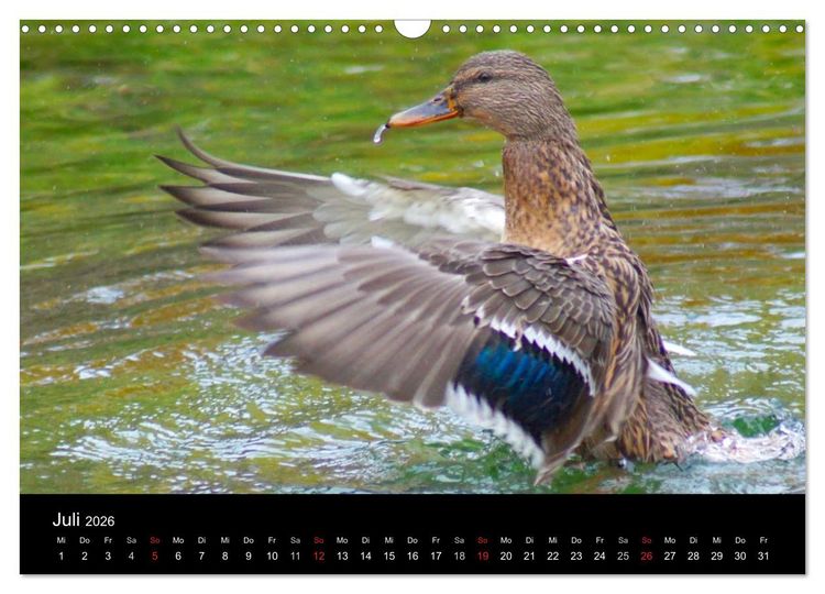 Produktbild: Duck Power (Wandkalender 2026 DIN A3 quer), CALVENDO Monatskalender