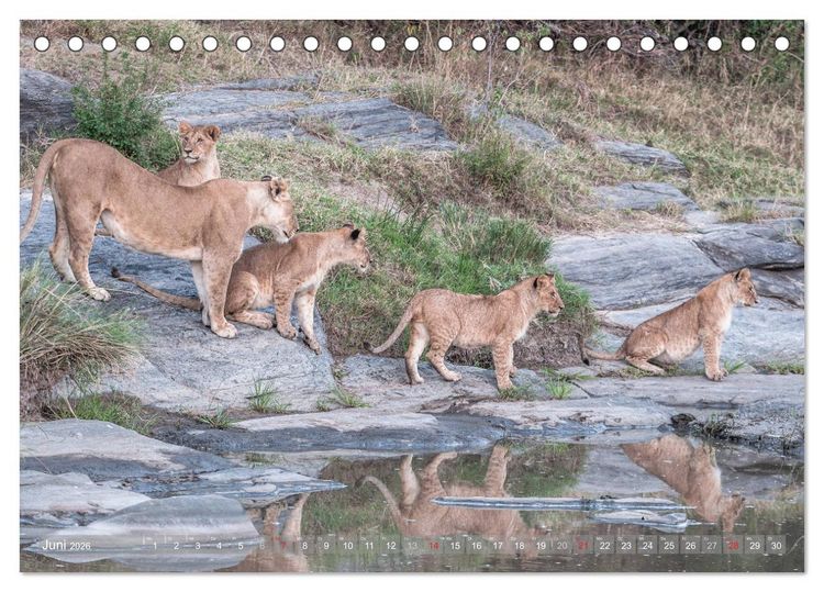 Produktbild: L&ouml;wen - Raubkatzen Afrikas (Tischkalender 2026 DIN A5 quer), CALVENDO Monatskalender