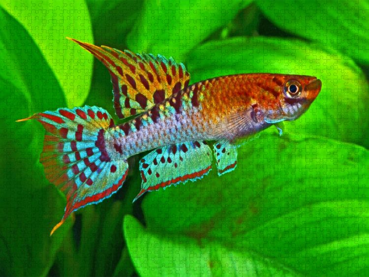 Produktbild: CALVENDO Puzzle Chromaphyosemion bivittatum, NIGERIA | 1000 Teile Lege-Gr&ouml;&szlig;e 64x48cm Foto-Puzzle f&uuml;r gl&uuml;ckliche Stunden