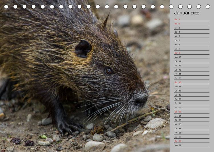 Produktbild: Nutrias (Myocastor coypus) (Tischkalender 2022 DIN A5 quer)