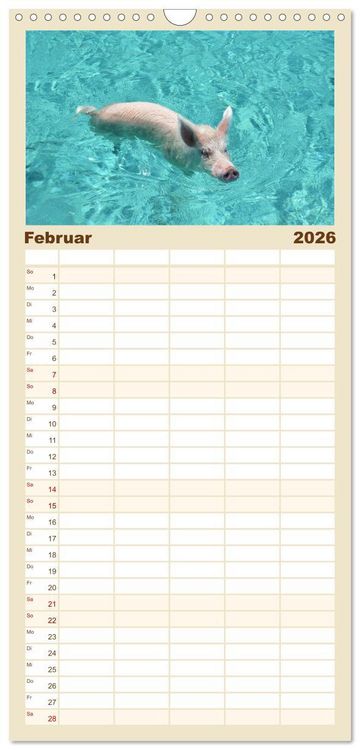 Produktbild: Familienplaner 2026 - Schwimmende Schweine auf den Bahamas! mit 5 Spalten (Wandkalender, 21 x 45 cm) CALVENDO
