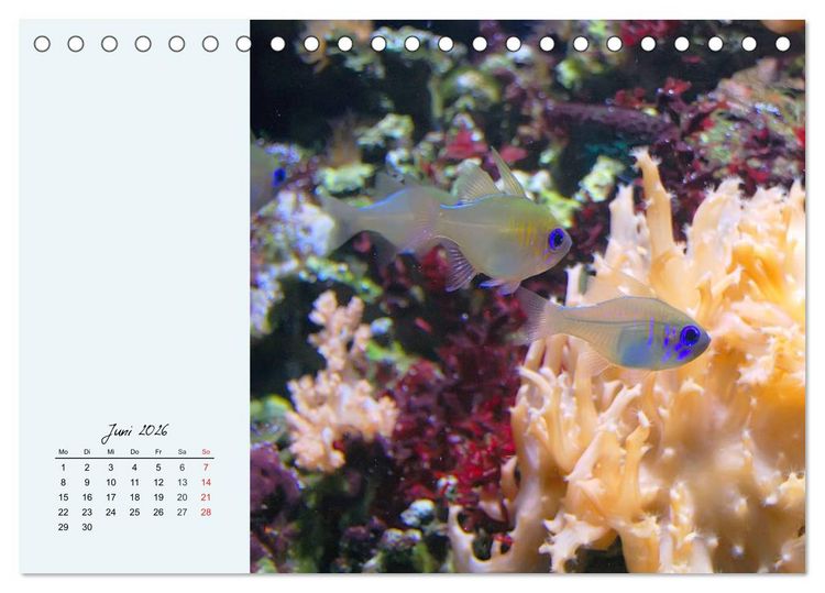 Produktbild: Salzwasseraquarium. Meeresfische im heimischen Wohnzimmer (Tischkalender 2026 DIN A5 quer), CALVENDO Monatskalender