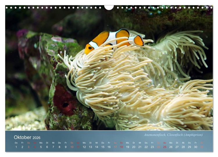 Produktbild: Bunte Riffbewohner - Fische, Anemonen und noch viel mehr (Wandkalender 2026 DIN A3 quer), CALVENDO Monatskalender