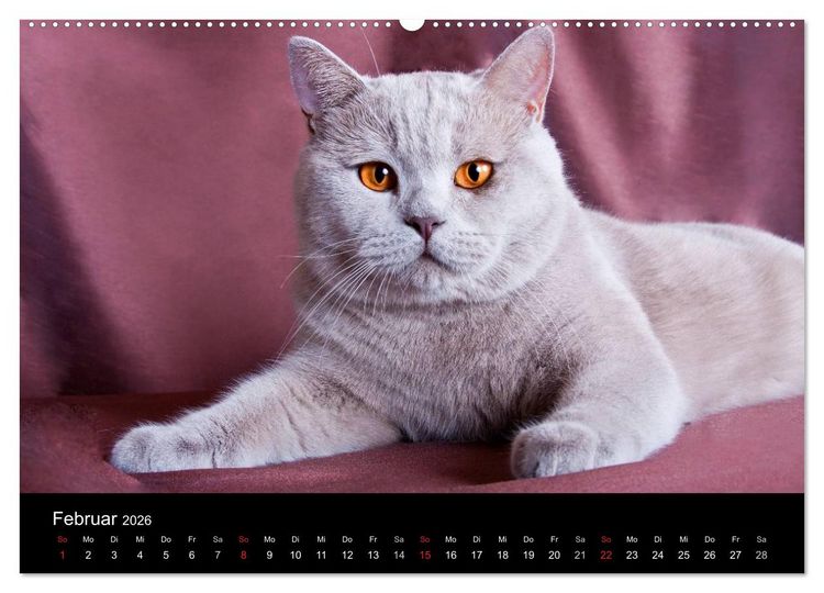 Produktbild: Britisch Kurzhaar Katzen (hochwertiger Premium Wandkalender 2026 DIN A2 quer), Kunstdruck in Hochglanz