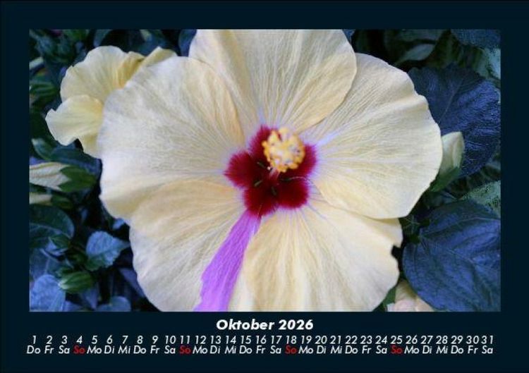 Produktbild: Blumentr&auml;ume 2026 Fotokalender DIN A5