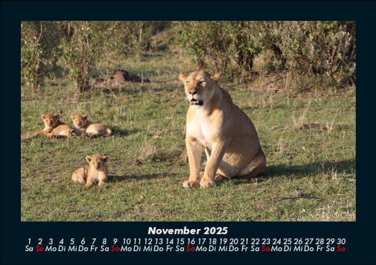 Produktbild: L&ouml;wen in der Wildnis 2025 Fotokalender DIN A5