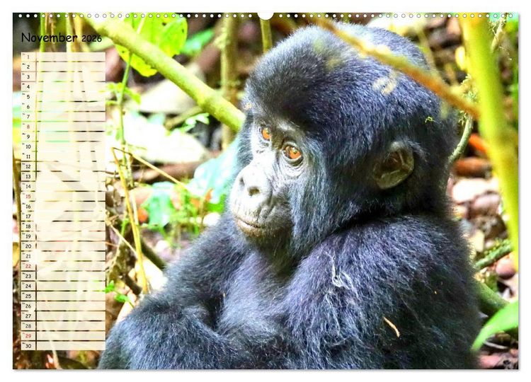 Produktbild: Zauberhafte Affenkinder. S&uuml;&szlig;er geht&acute;s nicht! (hochwertiger Premium Wandkalender 2026 DIN A2 quer), Kunstdruck in Hochglanz