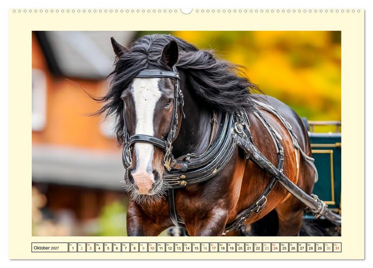Produktbild: Shire Horse Momente. Masse und Kraft in Bewegung (Wandkalender 2027 DIN A2 quer), CALVENDO Monatskalender