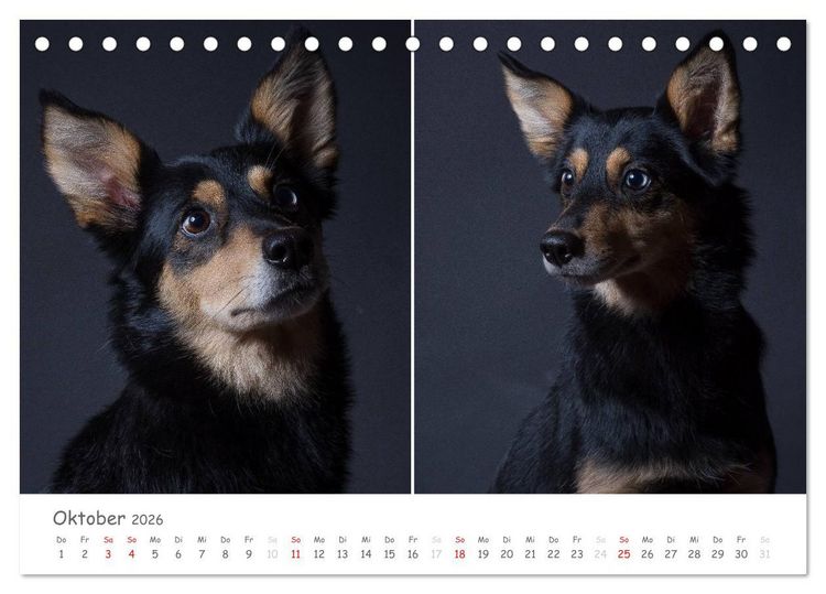 Produktbild: charakterstarke Hunde, wundersch&ouml;ne Hundeportraits (Tischkalender 2026 DIN A5 quer), CALVENDO Monatskalender