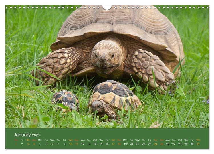 Produktbild: African spurred tortoises (Wall Calendar 2026 DIN A3 landscape), CALVENDO 12 Month Wall Calendar
