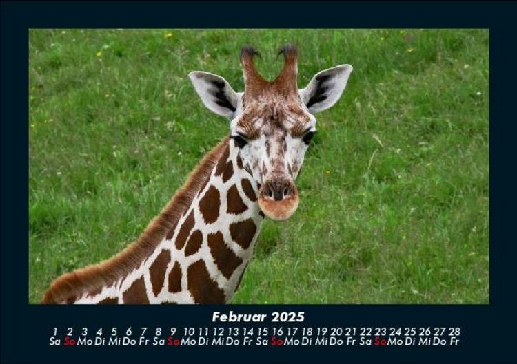 Produktbild: Giraffen 2025 Fotokalender DIN A5
