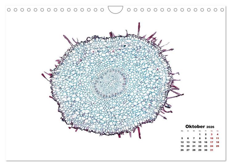 Produktbild: Pflanzen unter dem Mikroskop (Wandkalender 2026 DIN A4 quer), CALVENDO Monatskalender
