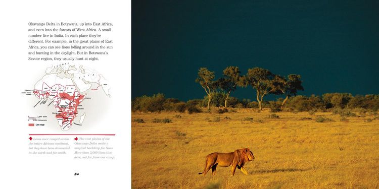 Produktbild: Face to Face with Lions