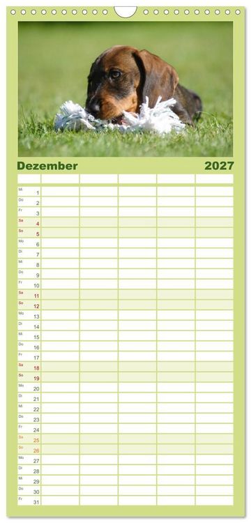 Produktbild: Familienplaner 2027 - Liebenswerte Rabauken - Rauhaardackel mit 5 Spalten (Wandkalender, 21 x 45 cm) CALVENDO