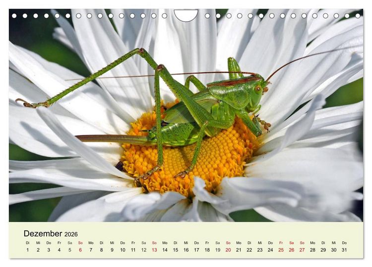 Produktbild: Insekten. Faszinierend und wichtig (Wandkalender 2026 DIN A4 quer), CALVENDO Monatskalender