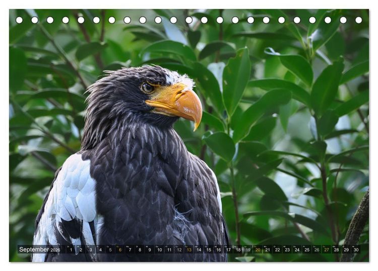 Produktbild: Imposante Vogelportr&auml;ts (Tischkalender 2026 DIN A5 quer), CALVENDO Monatskalender