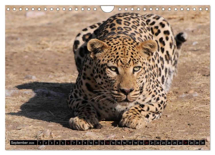Produktbild: Faszination Afrika: Der Leopard (Wandkalender 2026 DIN A4 quer), CALVENDO Monatskalender