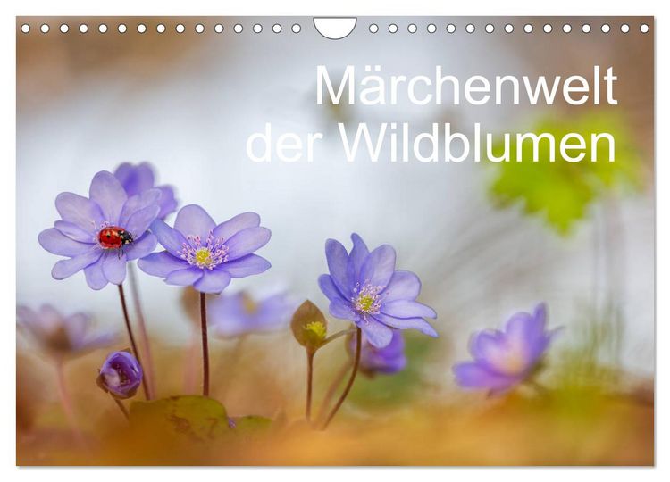 Produktbild: M&auml;rchenwelt der Wildblumen (Wandkalender 2026 DIN A4 quer), CALVENDO Monatskalender