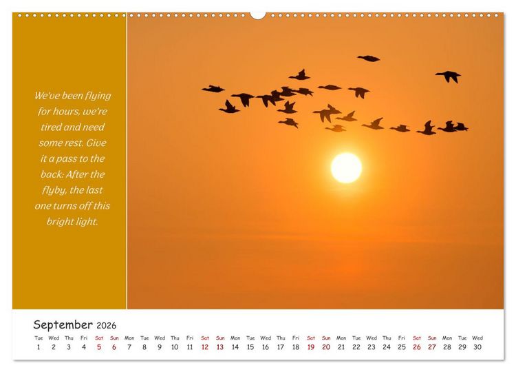 Produktbild: Animals like humour (High Quality Premium Wall Calendar 2026 DIN A2 landscape),CALVENDO 12 Month Wall Calendar