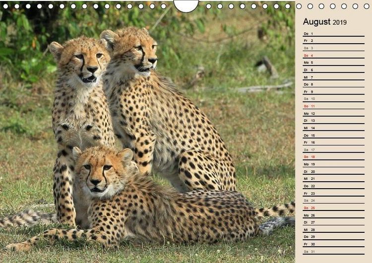 Produktbild: Herzog, M: Geparden - Ein Leben in Afrika (Wandkalender 2019
