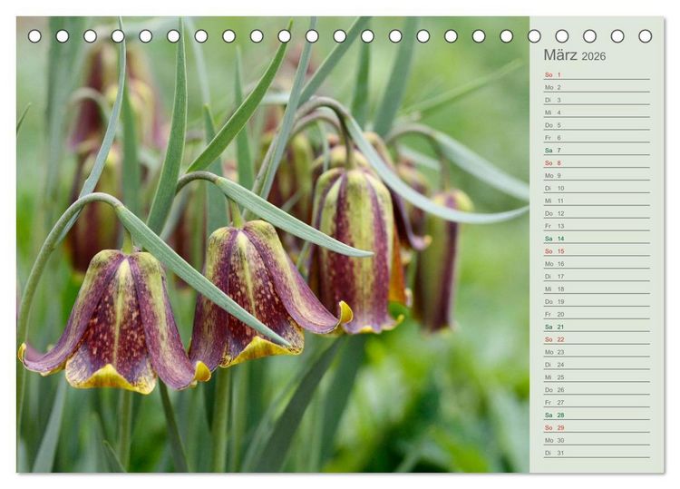 Produktbild: Liebenswerte Gl&ouml;ckchen (Tischkalender 2026 DIN A5 quer), CALVENDO Monatskalender