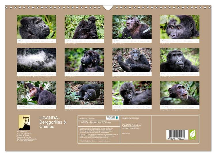 Produktbild: UGANDA - Berggorillas & Chimps (Wandkalender 2026 DIN A3 quer), CALVENDO Monatskalender