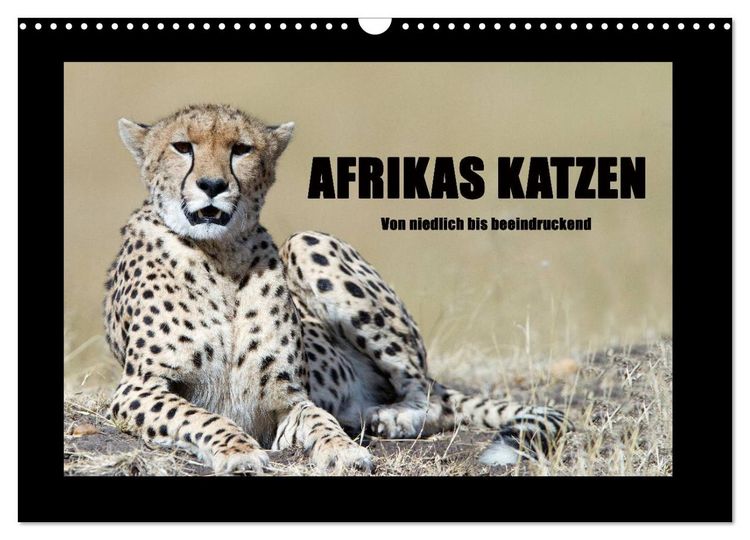 Produktbild: Afrikas Katzen (Wandkalender 2026 DIN A3 quer), CALVENDO Monatskalender