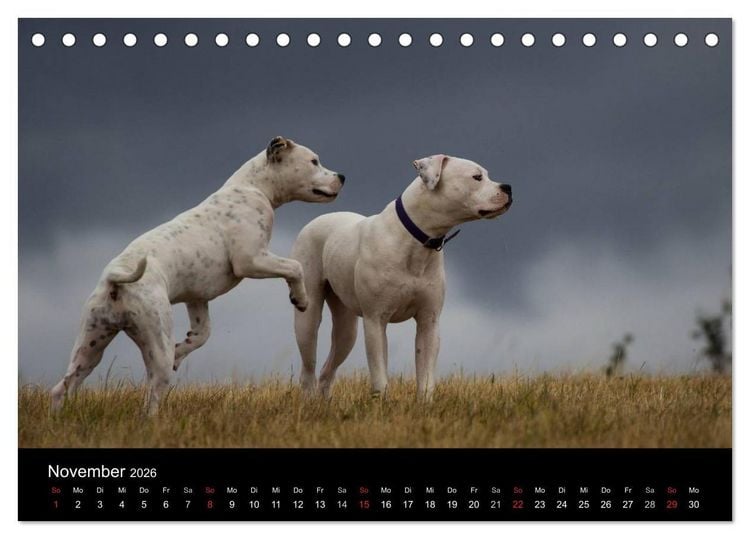 Produktbild: American Bulldog - stolz, loyal, einzigartig (Tischkalender 2026 DIN A5 quer), CALVENDO Monatskalender