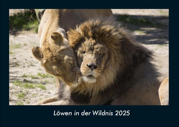 Produktbild: L&ouml;wen in der Wildnis 2025 Fotokalender DIN A4